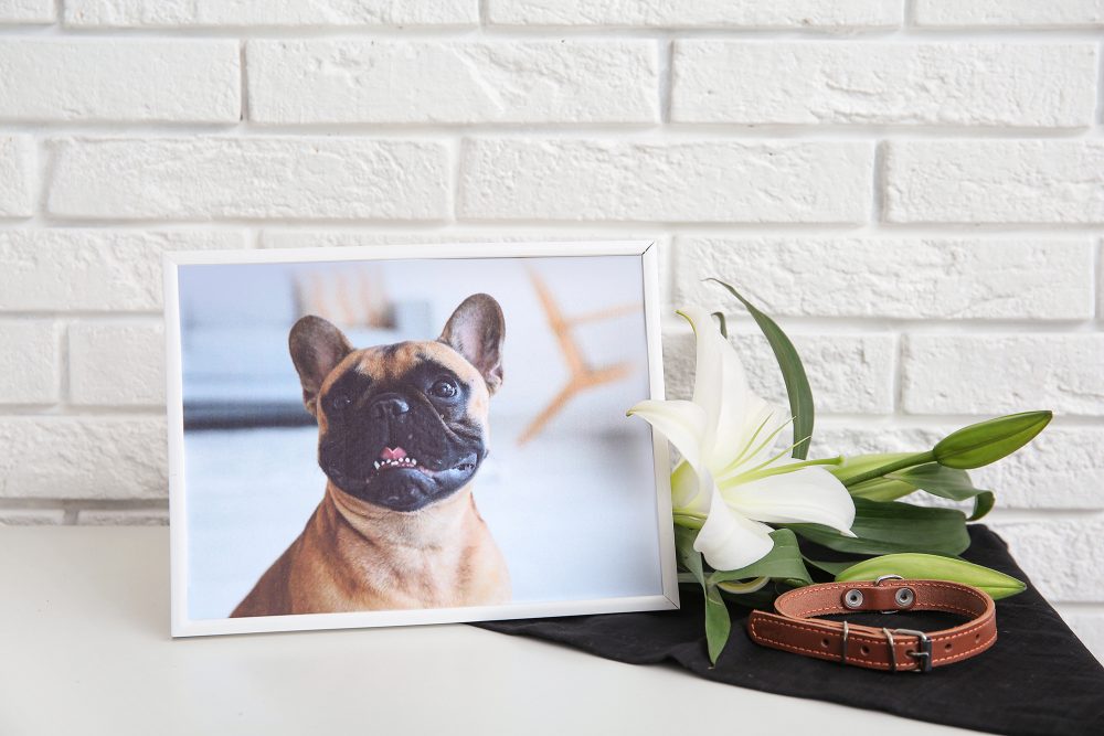 Foto und Halsband eines gestorbenen Hundes mit Blumen