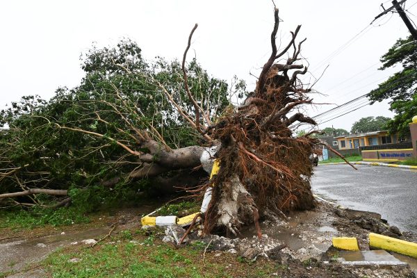 ein umgestürzter großer Baum, im Hintergrund abgerissene Stromleitungen