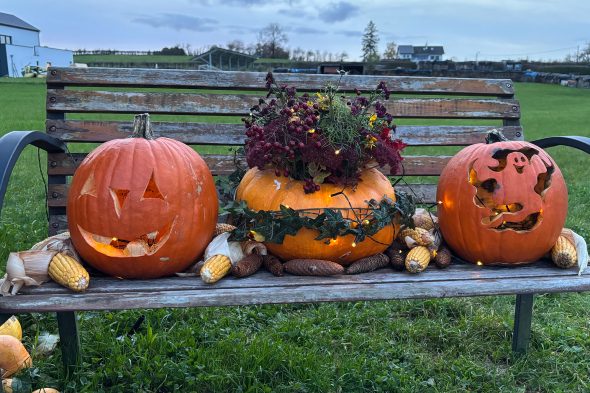 Zu Halloween gibt es geschnitzte Kürbisse