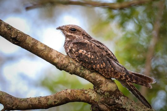 Ein Ziegenmelker auf einem Ast
