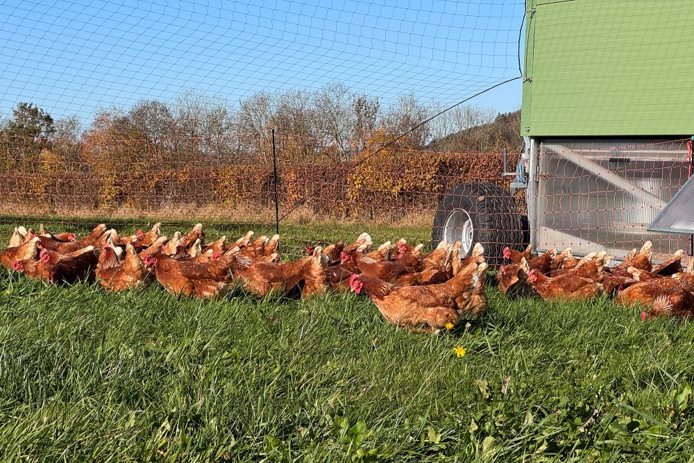 Hühner auf der Wiese neben dem Hühnermobil, geschützt durch einen Zaunüberwurf