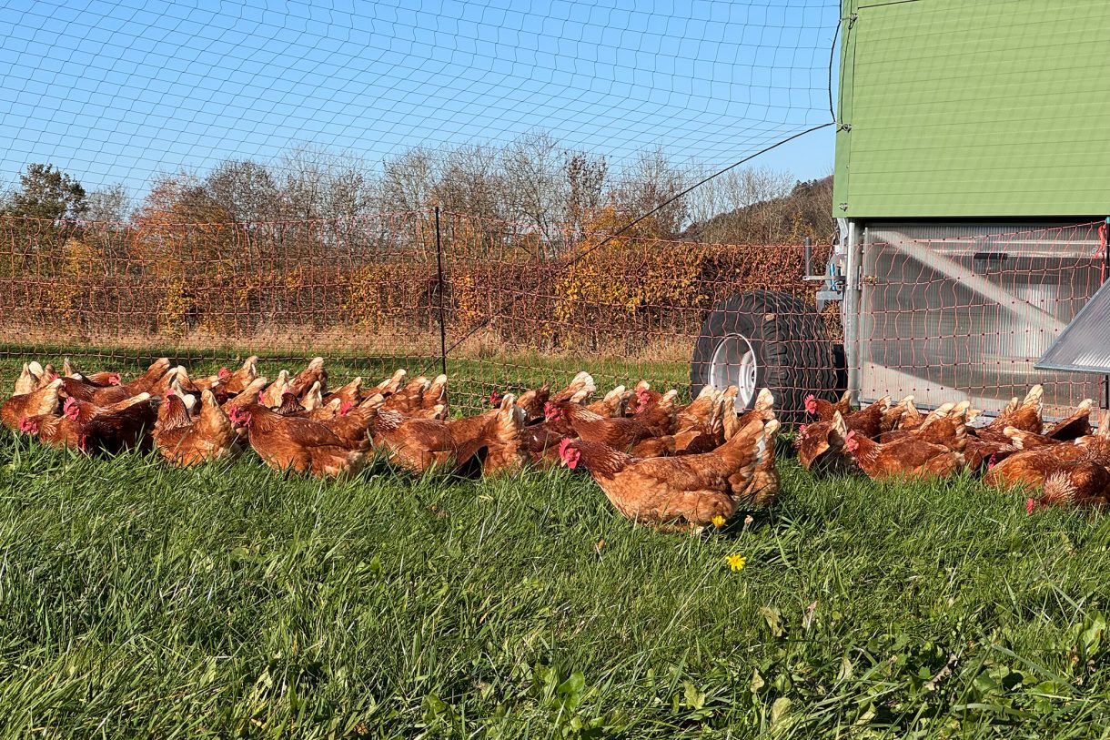 Hühner auf der Wiese neben dem Hühnermobil, geschützt durch einen Zaunüberwurf