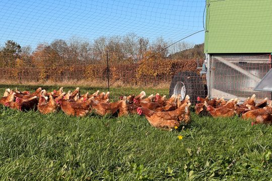 Hühner auf der Wiese neben dem Hühnermobil, geschützt durch einen Zaunüberwurf