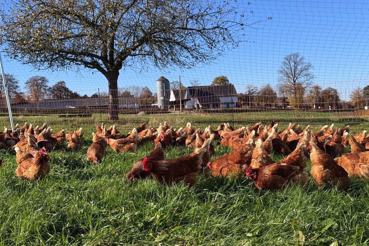 Hühner auf der Wiese, geschützt durch einen Zaunüberwurf