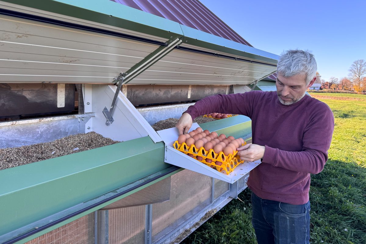 Bio-Landwirt Max Küchenberg sammelt am Hühnermobil die Eier ein