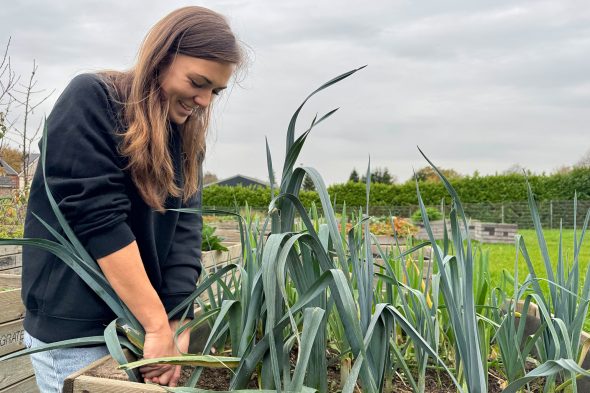 Caroline Steffens erntet im eigenen Gemüsegarten