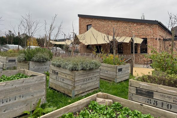 Das Gemüse wird in mehr als 100 Hochbeeten angebaut