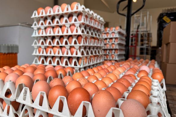 Die Lieferung Bio-Eier