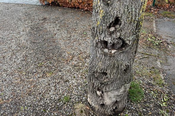 Kranker Baum in der Hochstraße in Eupen