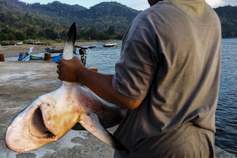 ein indonesischer Fischer hat einen Hai gefangen