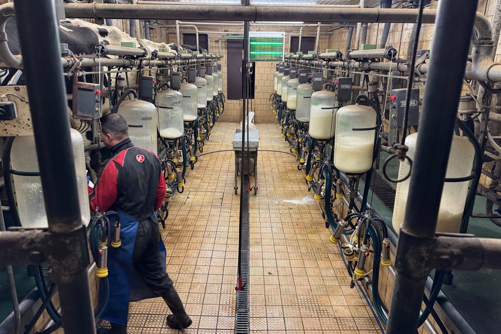 Stall mit Milchkühen