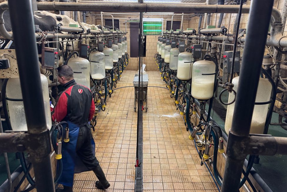 Stall mit Milchkühen