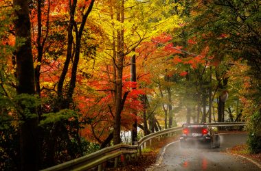 Der Toyota von Sébastien Ogier/Vincent Landais bei der Rallye Japan zwischen herbstlich gefärbten Bäumen
