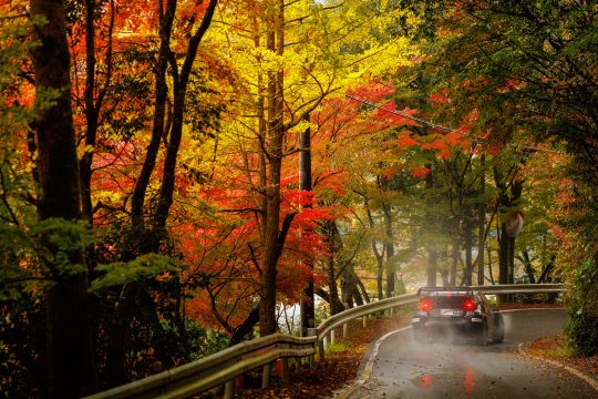 Der Toyota von Sébastien Ogier/Vincent Landais bei der Rallye Japan zwischen herbstlich gefärbten Bäumen