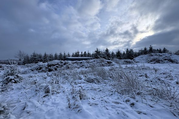 Parzelle von Mirko Bodarwé mit Tannen