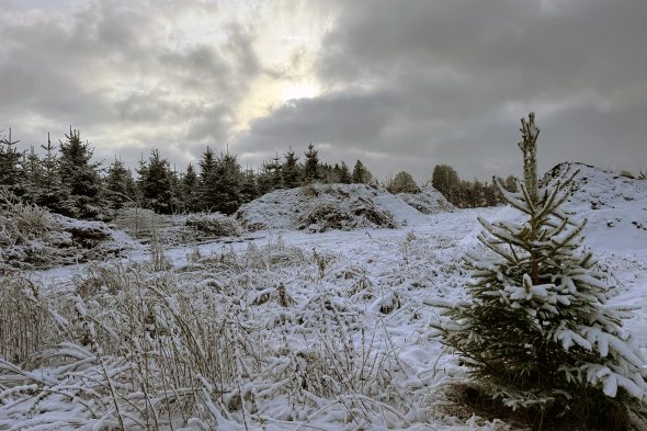Parzelle von Mirko Bodarwé mit Tannen
