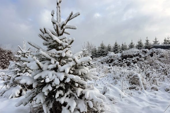 Parzelle von Mirko Bodarwé mit Tannen
