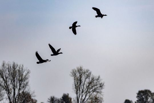 Wildgänse am Himmel