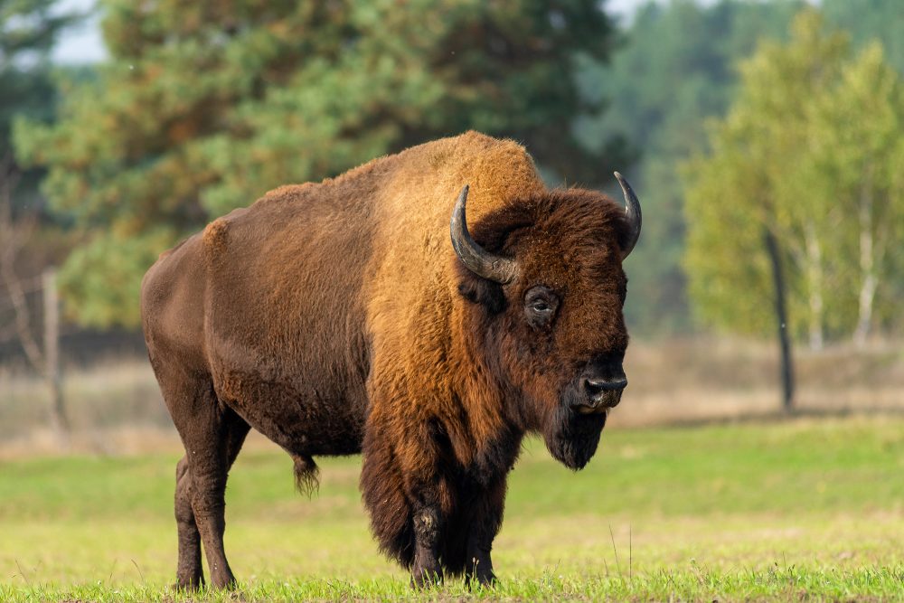 Ein Wisent oder europäischer Bison auf einer Wiese
