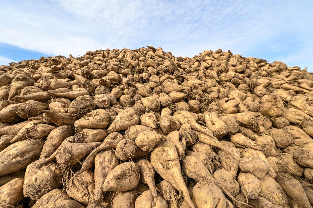 Zuckerrüben auf einem Feld
