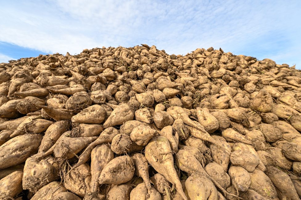 Zuckerrüben auf einem Feld