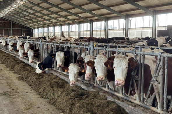 Kühe im Stall des Bauernhofs Piront in Eibertingen