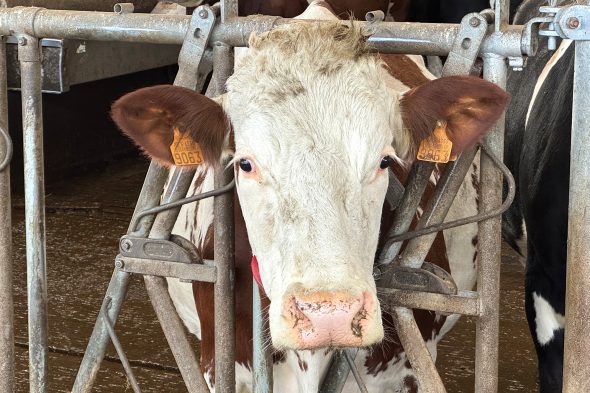 Kühe im Stall des Bauernhofs Piront in Eibertingen