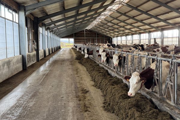 Kühe im Stall des Bauernhofs Piront in Eibertingen