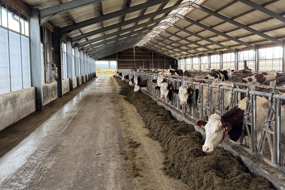 Kühe im Stall des Bauernhofs Piront in Eibertingen