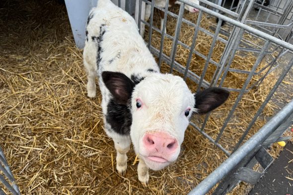 Kälbchen im Stall des Bauernhofs Piront in Eibertingen