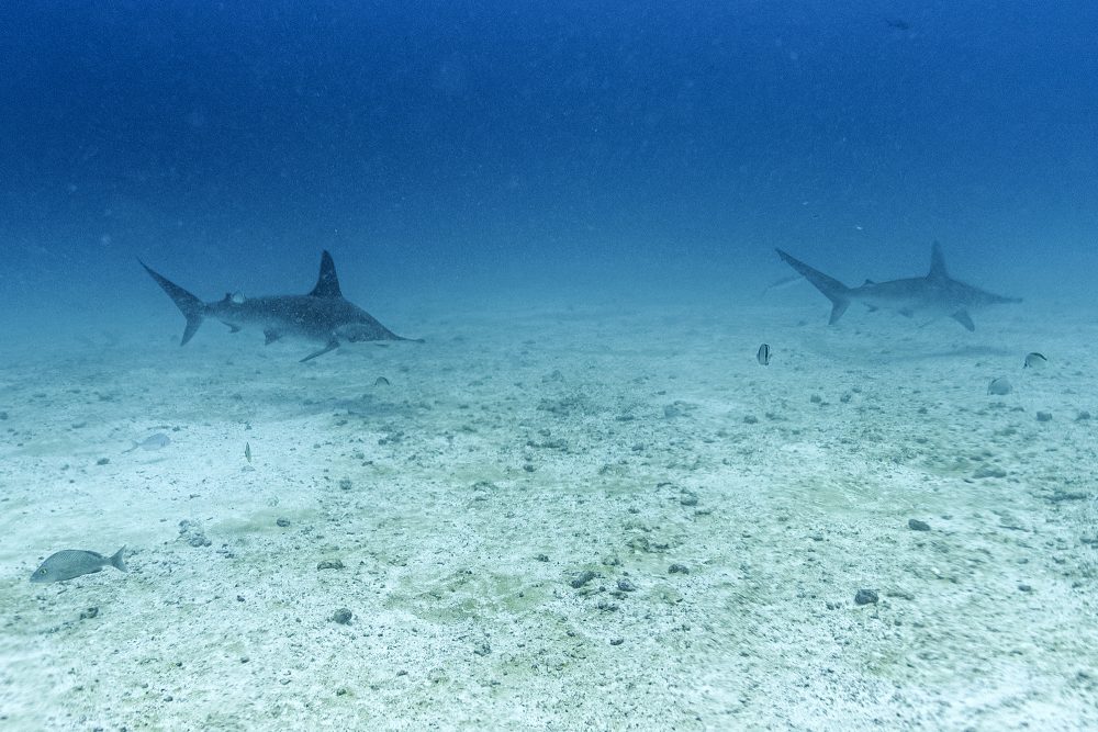 Hammerhaie am Galapagos-Archipel in Ecuador