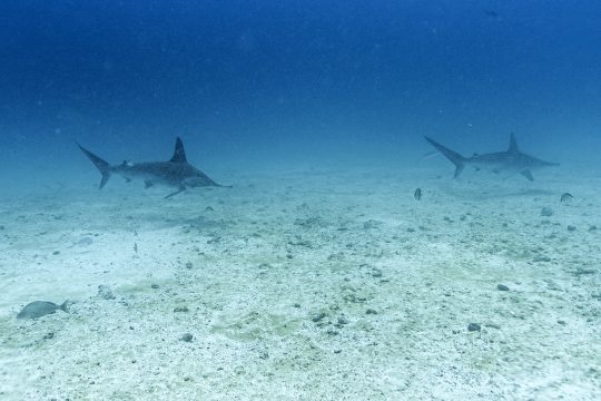Hammerhaie am Galapagos-Archipel in Ecuador