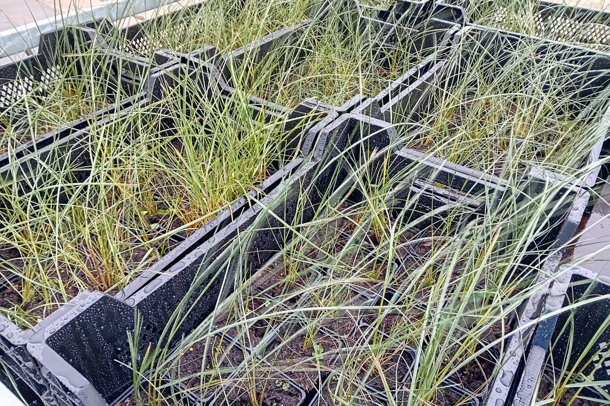 Küstenschutz mithilfe von Strandhafer: die jungen Pflänzlinge