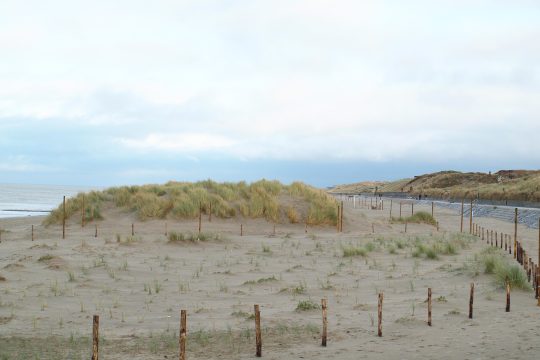 Vorne frisch gepflanzter Strandhafer, hinten eine drei Jahre alte Düne