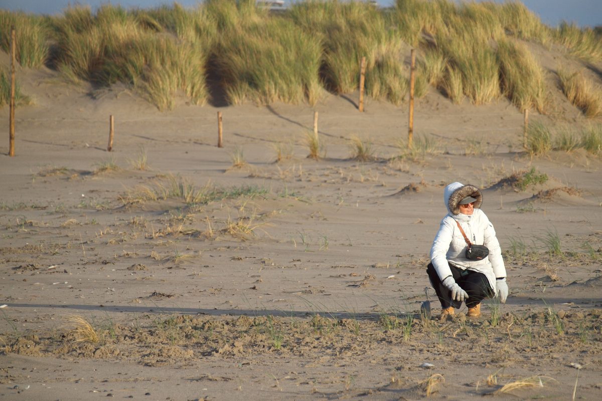 Hier werden die Pflänzlinge eingesetzt