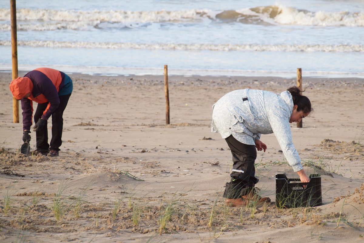 Hier werden die Pflänzlinge eingesetzt