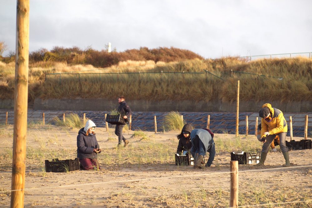 Küstenschutz mithilfe von Strandhafer