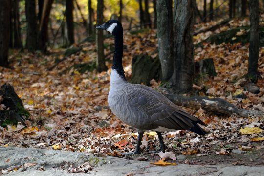 Kanadagans in einem herbstlichen Wald