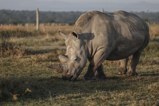 Ein Breitmaulnashorn in Kenia
