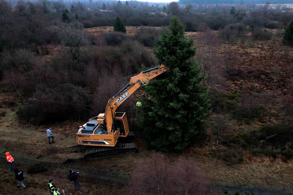 Der Baum wird im Hohen Venn gefällt