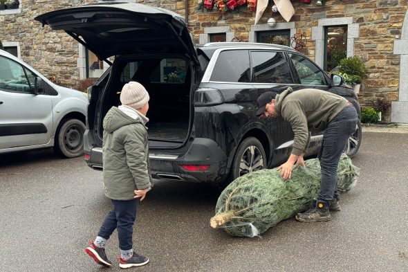 Verkauf von Tannenbäumen bei Michaël Rood in Jalhay