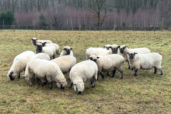 Schafe von Michaël Rood auf der Weide