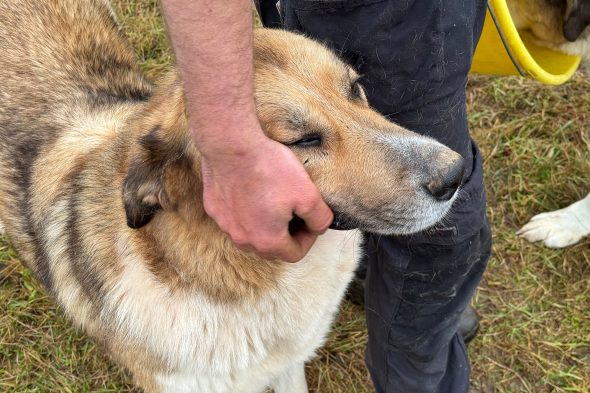 Michaël Rood und sein Hütehund
