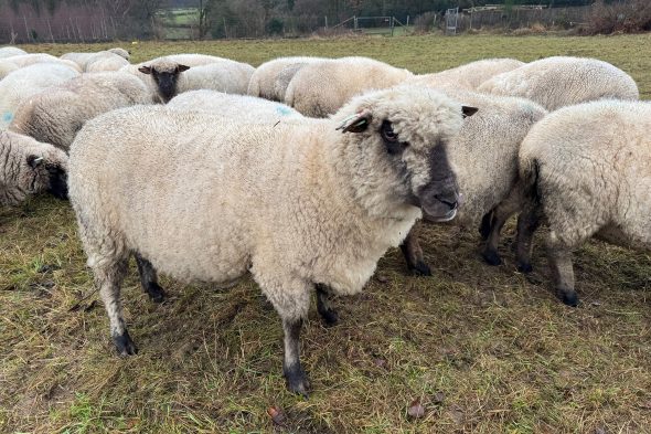 Schafe von Michaël Rood auf der Weide