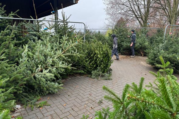 Verkauf von Tannenbäumen bei Michaël Rood in Jalhay