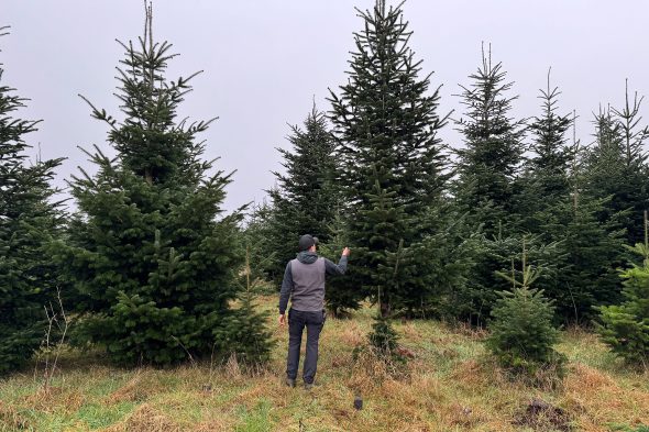 Michaël Rood zwischen seinen Tannenbäumen