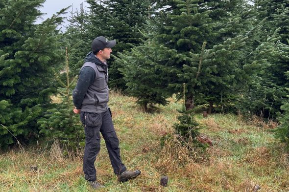 Michaël Rood zwischen seinen Tannenbäumen