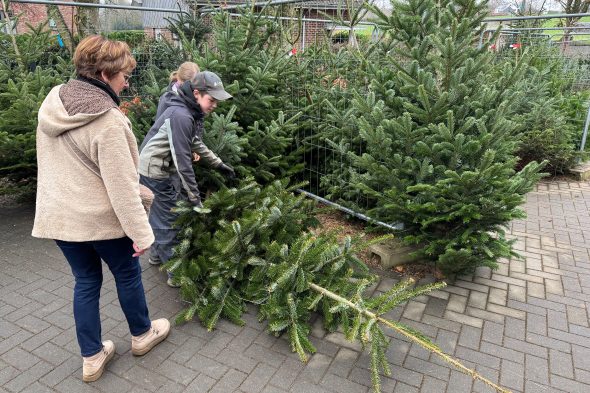 Weihnachtsbaumverkauf bei Michaël Rood