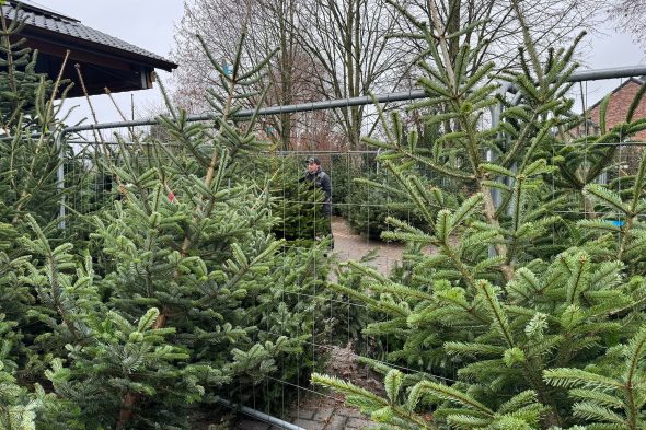 Verkauf von Tannenbäumen bei Michaël Rood in Jalhay