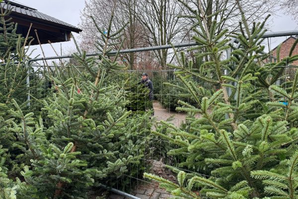 Verkauf von Tannenbäumen bei Michaël Rood in Jalhay